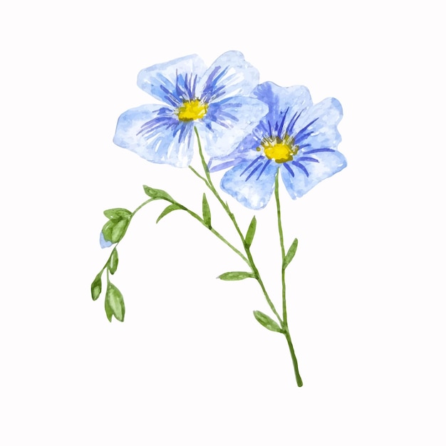 Dos flores de pradera de lino acuarela dibujada a mano clipart