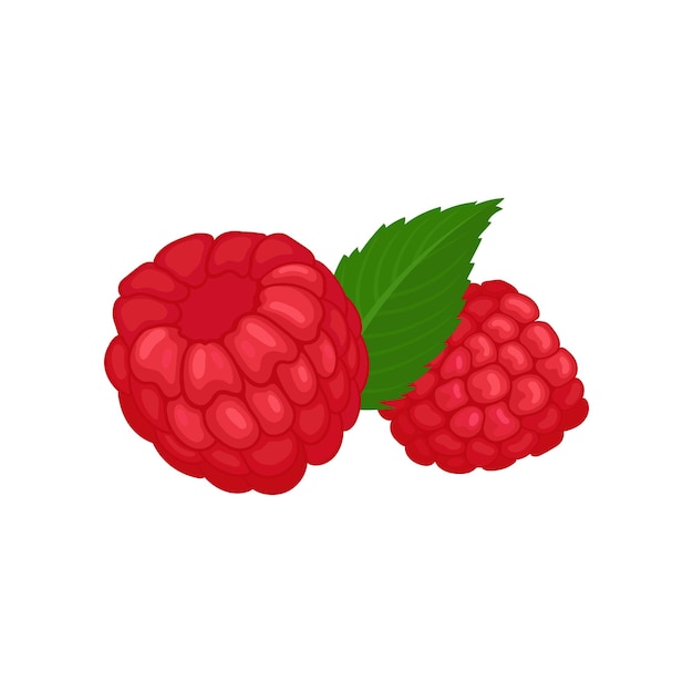 Dos frambuesas maduras y hoja verde fruta de jardín sabrosa fruta de verano jugosa alimento natural elemento gráfico para el embalaje de té o yogur ilustración vectorial plana detallada aislada sobre fondo blanco