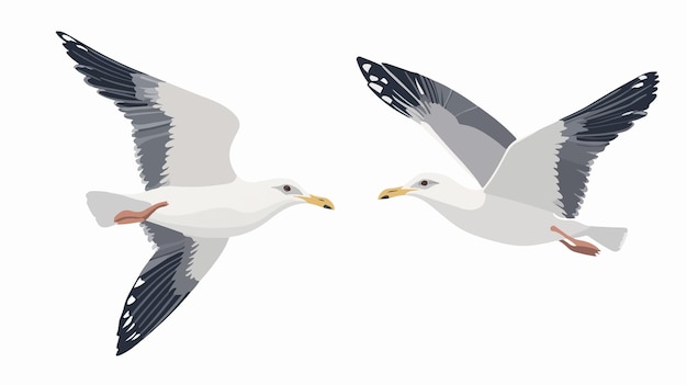 Dos gaviotas en vuelo