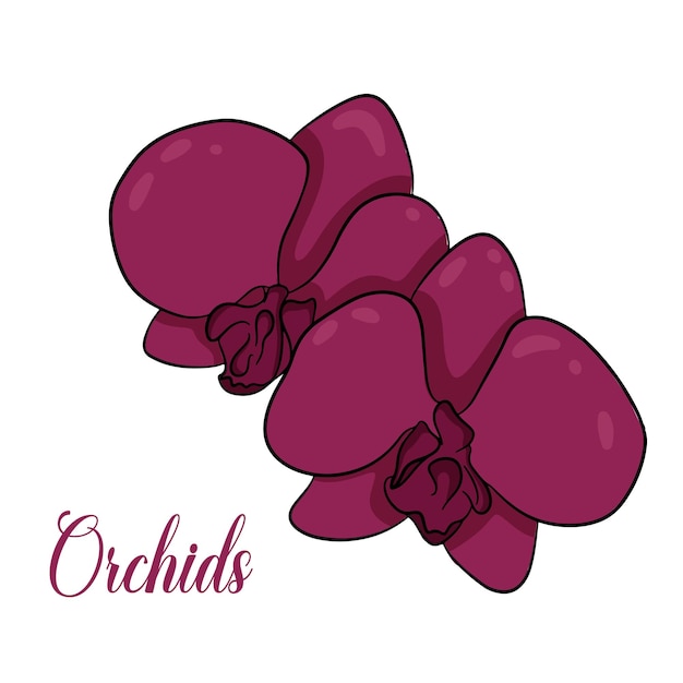 Dos hermosas flores de orquídeas rojas