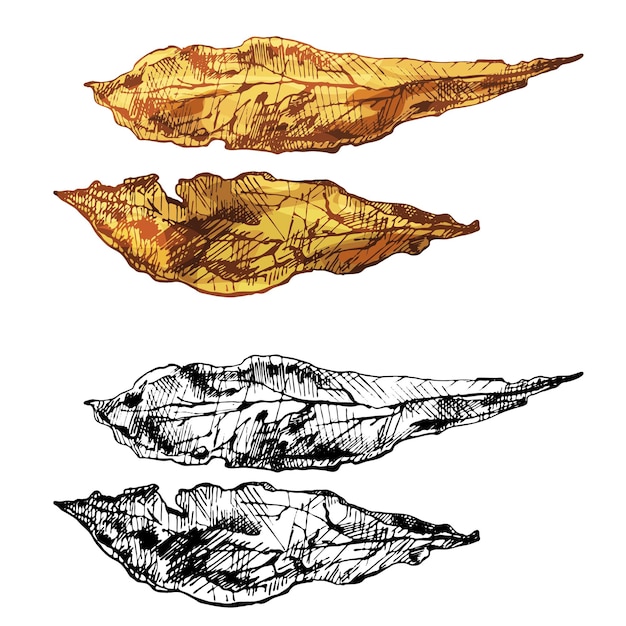 Dos hojas de tabaco secas enteras ilustración de color de eclosión vintage