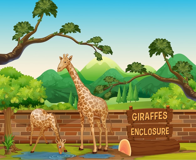 Vector dos jirafas en el zoológico