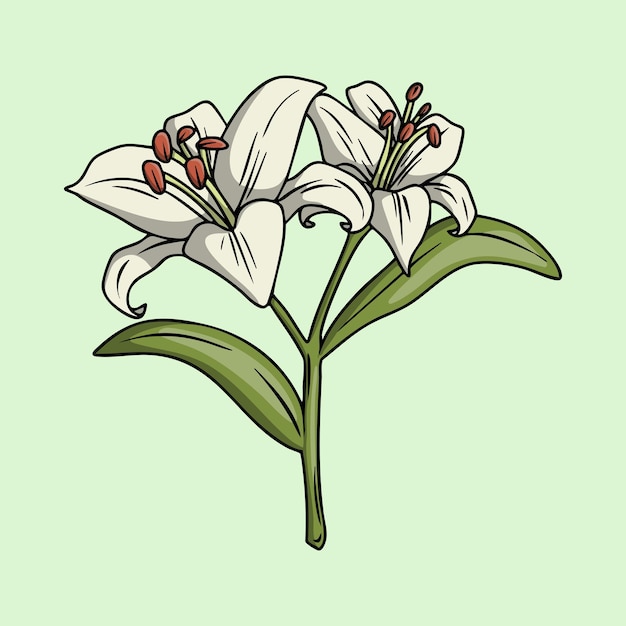 Dos lirios blancos en flor