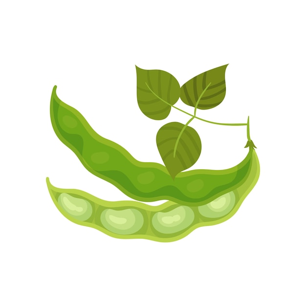 Dos media vaina de frijol con hojas Frijoles en un lado Ilustración vectorial sobre fondo blanco
