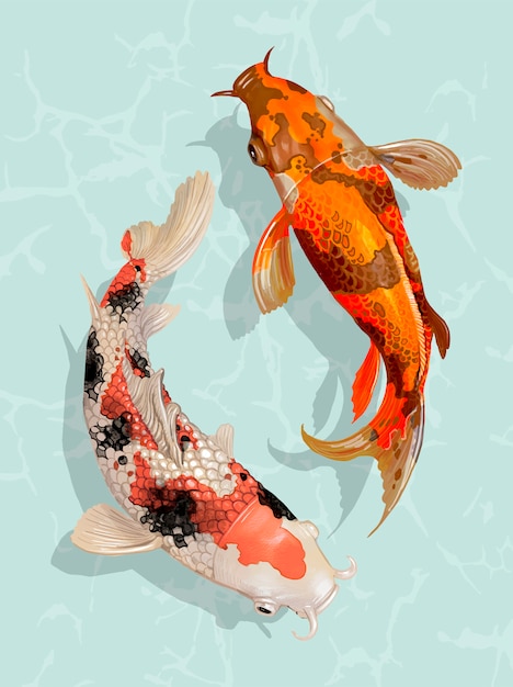 Vector dos peces japoneses koi nadando