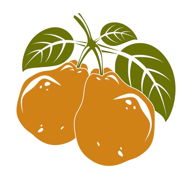 Dos peras vectoriales simples naranjas con hojas verdes, ilustración de frutas dulces maduras. alimentos saludables y orgánicos, símbolo de la temporada de cosecha.