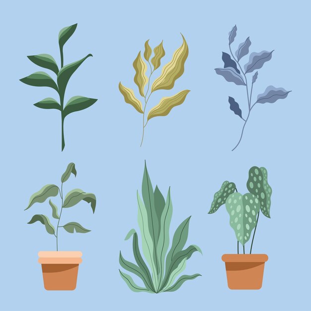 Vector dos plantas de interior y plantas