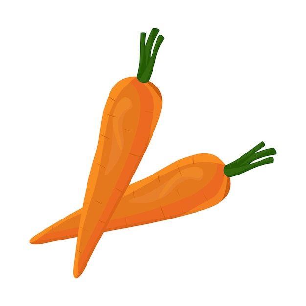 Dos zanahorias frescas y saludables