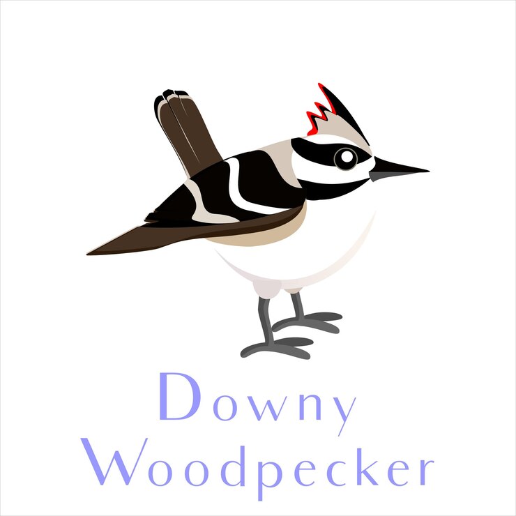Vector downy woodpecker lindo pájaro salvaje vector ilustración