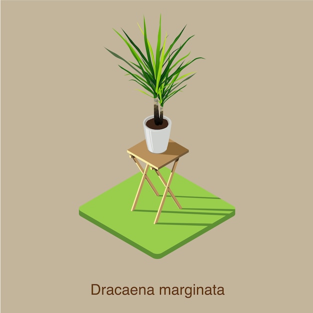 Dracaena marginata arte isométrico 3D vector.