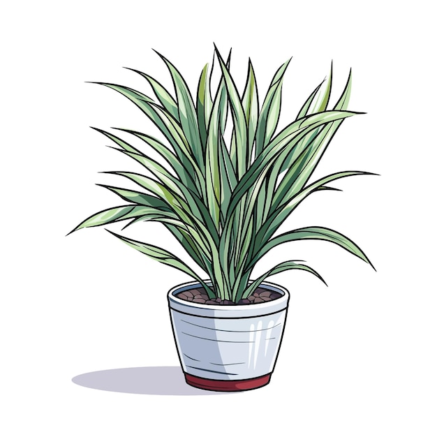 Vector dracaena marginata vector clipart fondo blanco