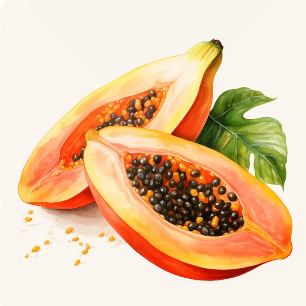 Dulce papaya madura con ilustración de vector de semillas