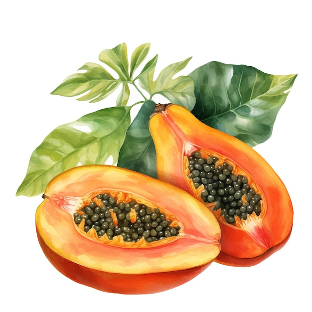 Dulce papaya madura con semillas ilustración vectorial Hojas verdes vívidas