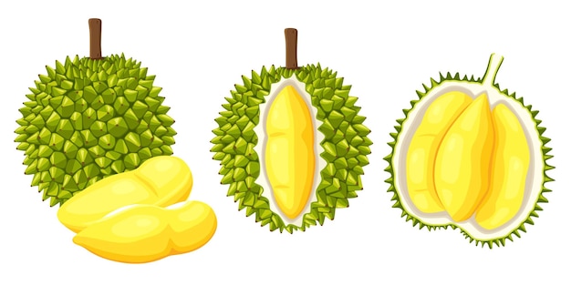 Durian aislado en fondo blanco