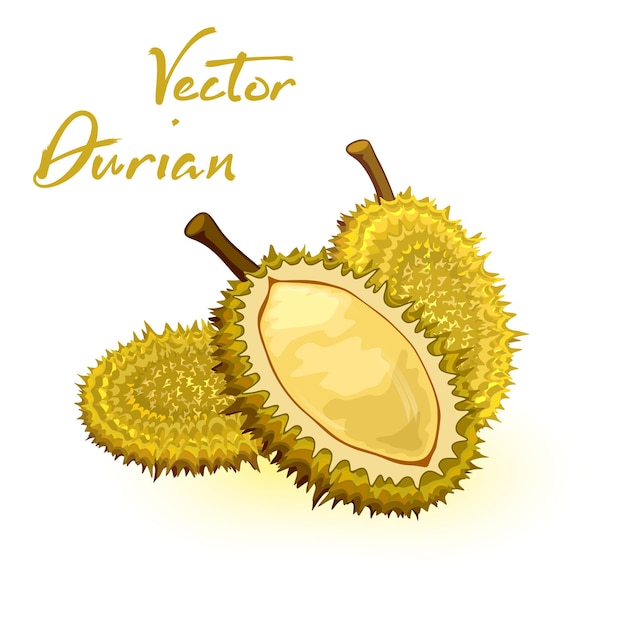 Durian con forma redonda, cáscara de color marrón verdoso y carne sabrosa de color amarillo pálido