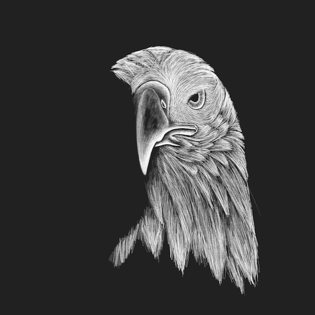 Eagle sketch concept