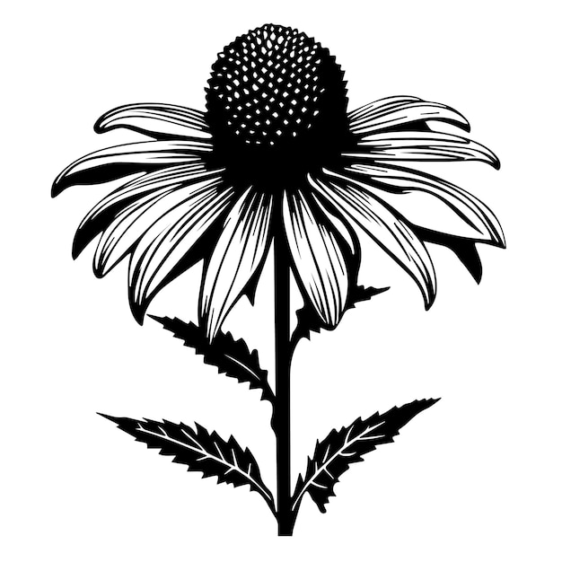 Echinacea conjunto de plantillas vectoriales en blanco y negro para cortar e imprimir