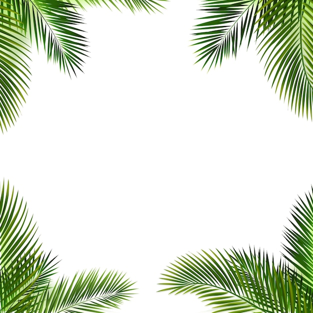 Vector eframewithpalmleafisolatedwhitebackground_230323