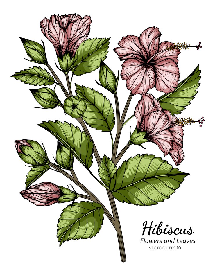 Vector ejemplo rosado del dibujo de la flor y de la hoja del hibisco con arte lineal en los fondos blancos.
