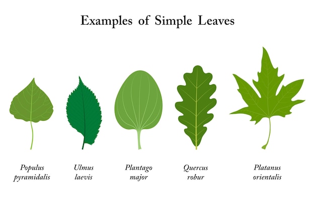 Vector ejemplos de hojas simples populus ulmus laevis plantago major quercus robur platanus orientalis