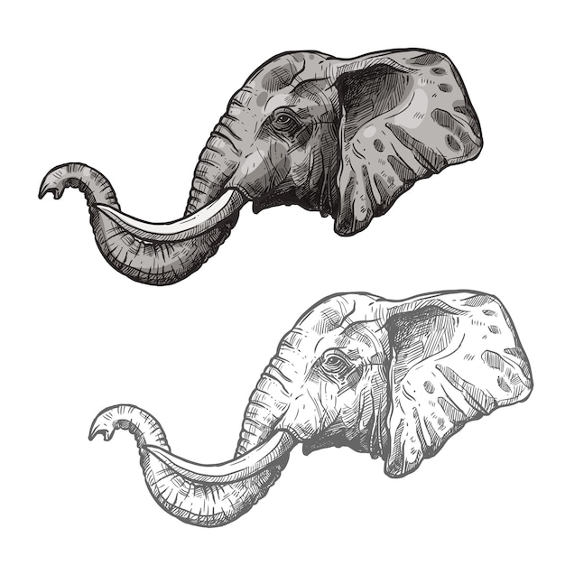 Vector elefante africano animal salvaje vector dibujo icono