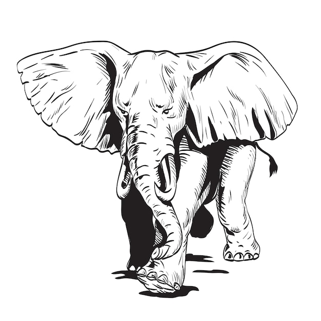 Elefante Africano Enojado Carga Vista Frontal Estilo Comics Dibujo