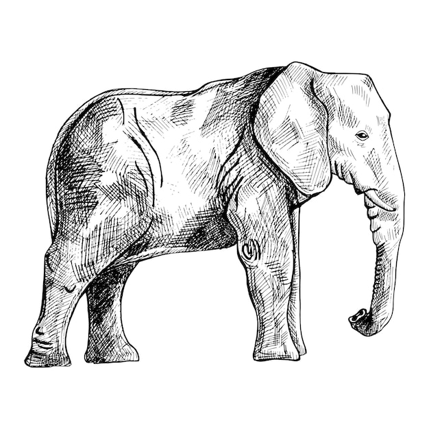 Elefante aislado sobre fondo blanco. Dibuje la sabana de animales grandes gráficos en estilo de grabado.