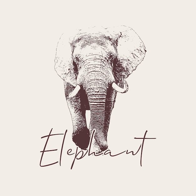 elefante, mano, dibujado, vendimia, ilustración