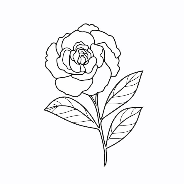 Elegancia botánica capturada en ilustraciones vectoriales de camelia con detalles intrincados