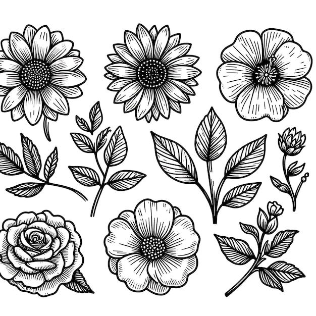 Elegancia botánica Una colección de contornos vectoriales florales