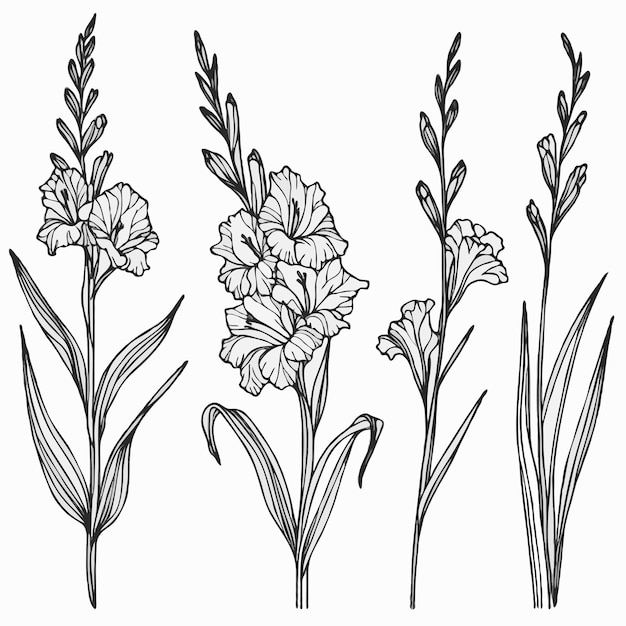 Elegant Gladiolus Flowers in Line Art