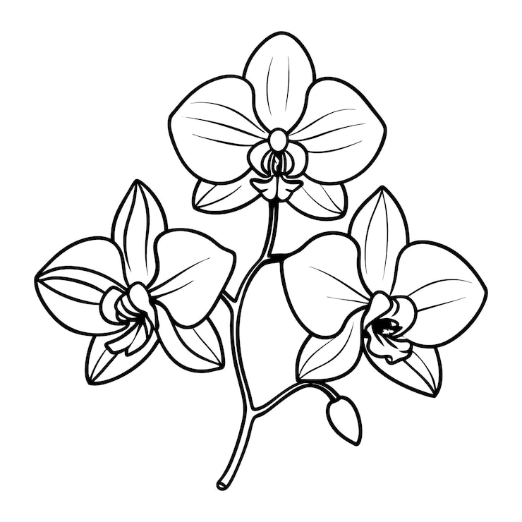 Vector elegant orchid line art vector un impresionante diseño floral para creaciones artísticas y minimalistas