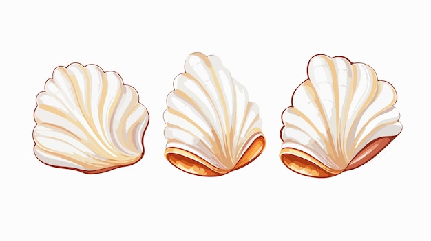 Elegante arte vectorial de conchas en fondo blanco Conch Han