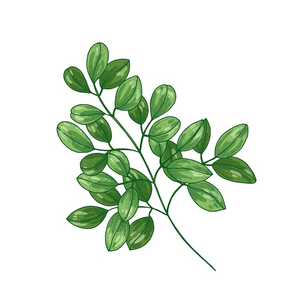 Elegante dibujo botánico de Miracle Tree o Moringa oleifera. Planta herbácea tropical utilizada en fitoterapia aislada sobre fondo blanco.