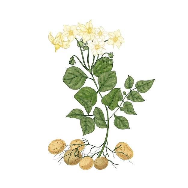 Elegante dibujo natural de planta de papa con flores, raíces y tubérculos.