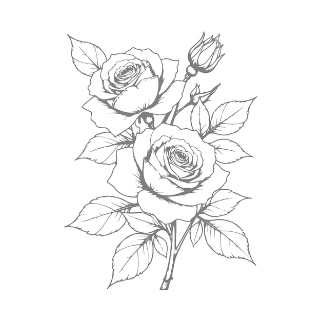 Elegante dibujo de rosas con dibujos detallados de flores y hojas