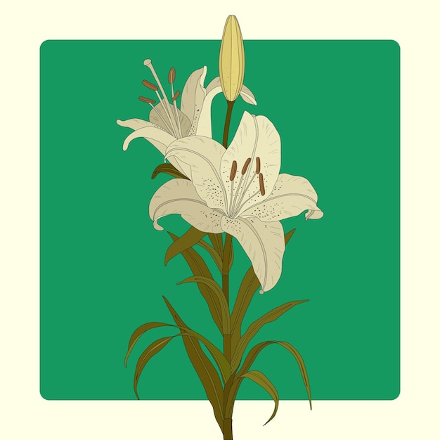 Elegante flor de lirio blanco sobre un telón de fondo verde