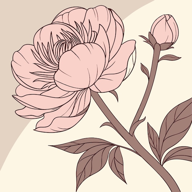 Elegante flor de peonía con brote - Dibujos florales antiguos