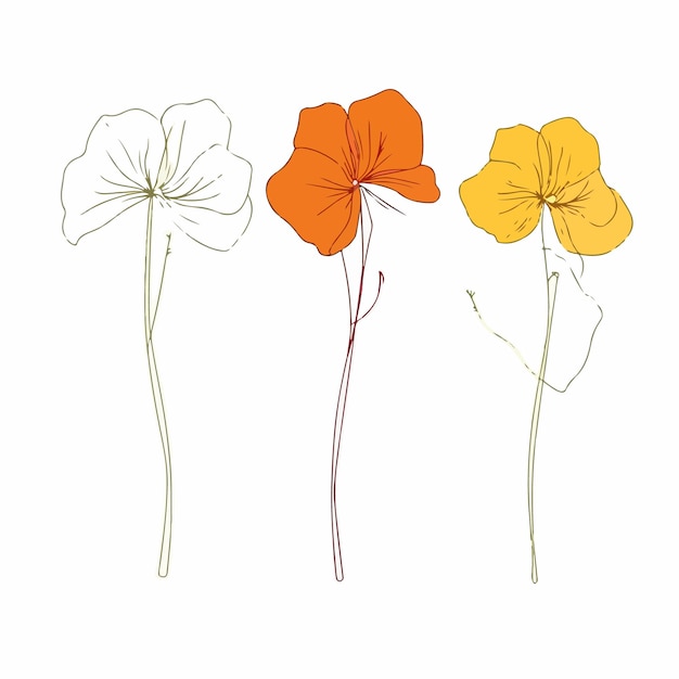 Elegante ilustración de capuchina representada en vector