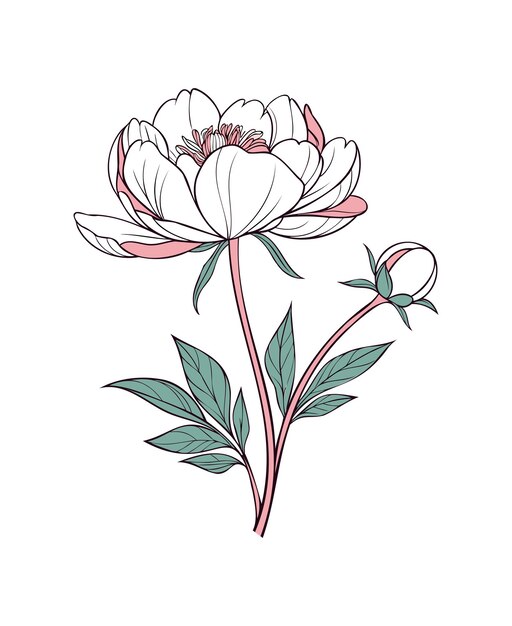 Elegante ilustración floral botánica de la línea de arte de la peonía