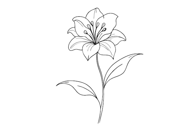 Elegante línea de flores de lirio arte minimalista diseño de dibujo botánico