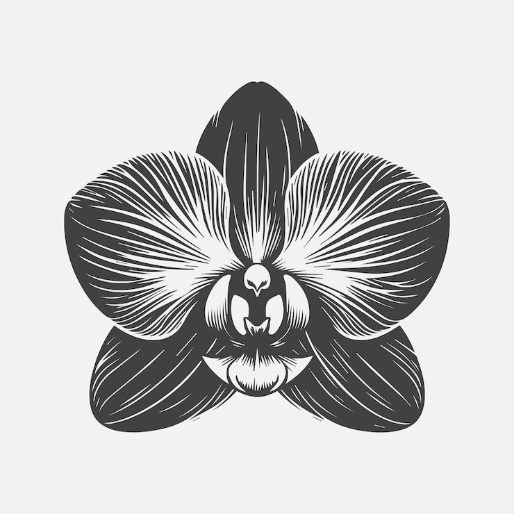 Vector la elegante silueta de la flor de la orquídea un símbolo atemporal de gracia y belleza