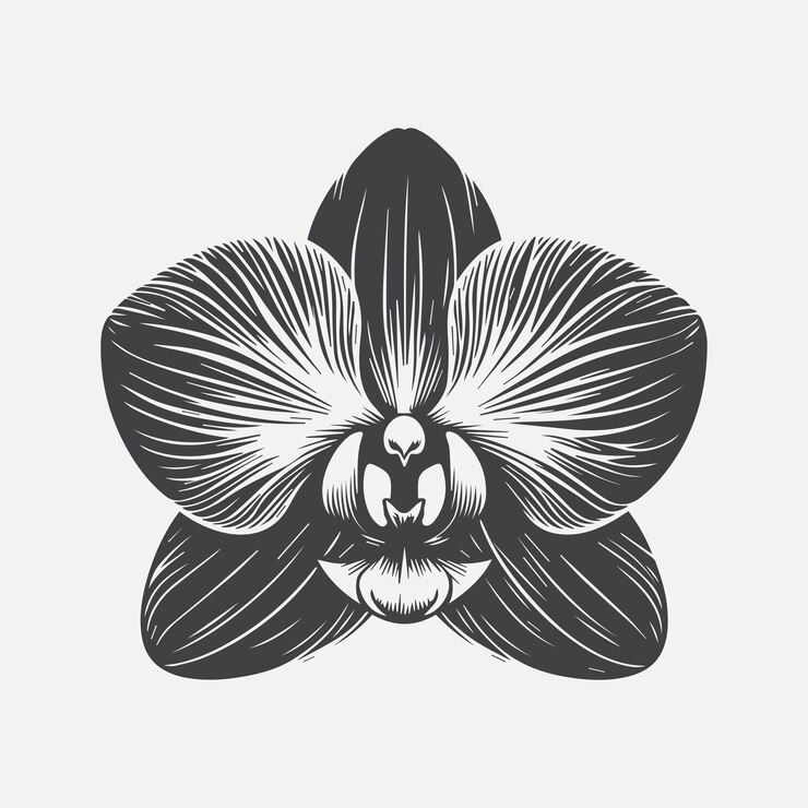 Vector la elegante silueta de la flor de la orquídea un símbolo atemporal de gracia y belleza