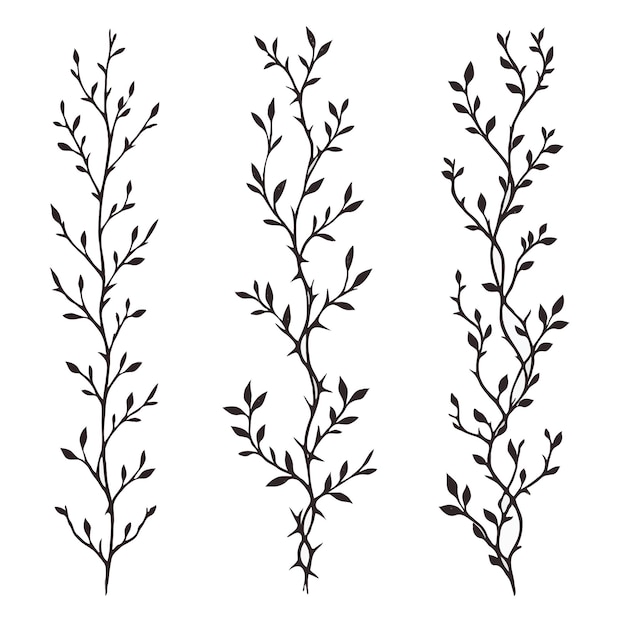 Elegantes elementos de diseño botánico de la vid en blanco y negro