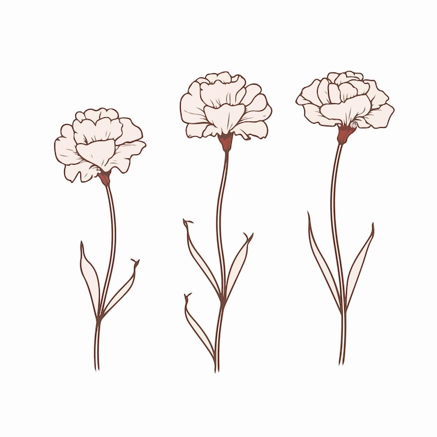 Elegantes ilustraciones de claveles en formato vectorial que capturan su delicada esencia.