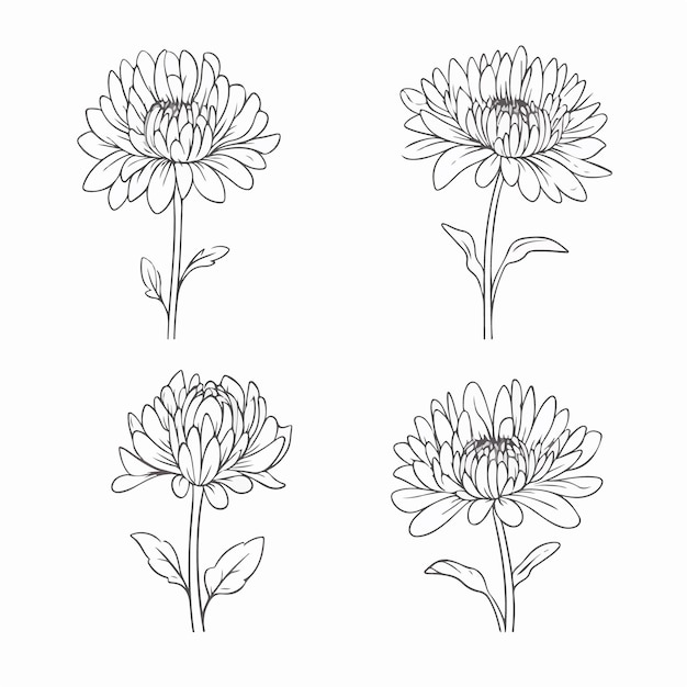 Elegantes ilustraciones de crisantemos que muestran sus intrincados pétalos en formato vectorial