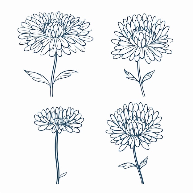 Elegantes ilustraciones de crisantemos en varias poses, perfectas para diseños relacionados con la moda.
