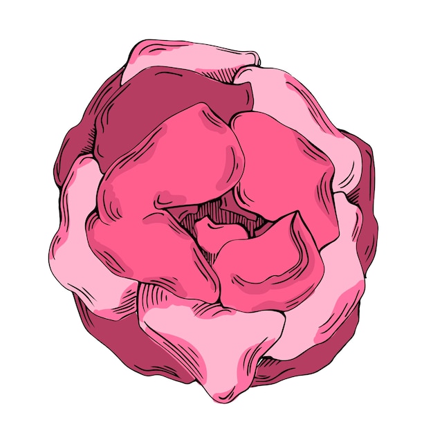 Elegantes ilustraciones de flores de peonías en estilo botánico realista aisladas sobre un fondo blanco perfectas para invitaciones de boda impresiones florales tarjetas de felicitación diseño de envases y decoración romántica
