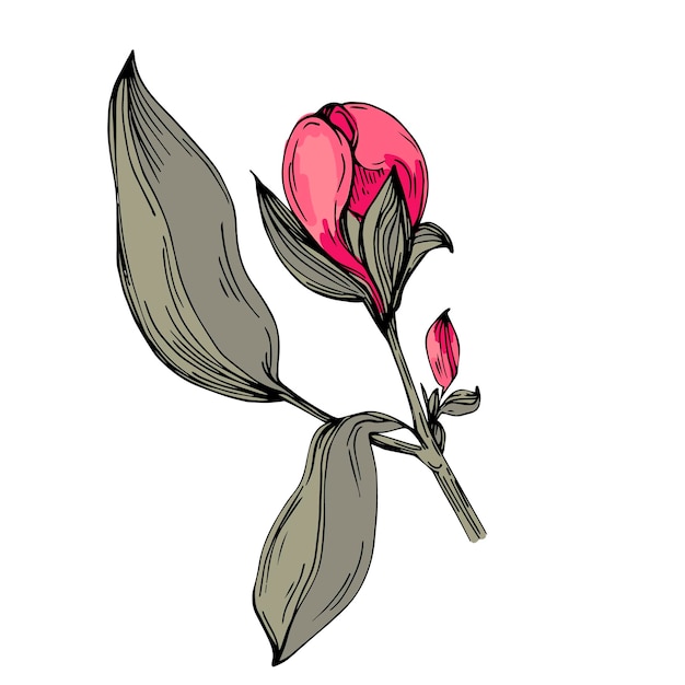 Elegantes ilustraciones de flores de peonías en estilo botánico realista aisladas sobre un fondo blanco perfectas para invitaciones de boda impresiones florales tarjetas de felicitación diseño de envases y decoración romántica