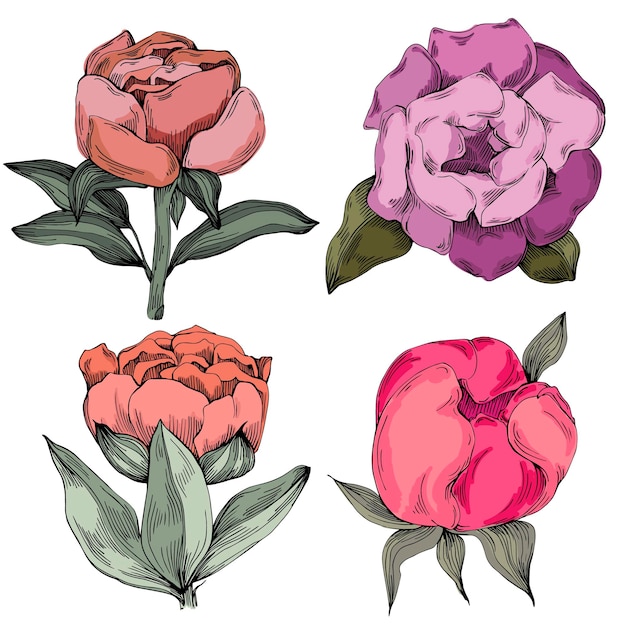 Elegantes ilustraciones de flores de peonías en estilo botánico realista aisladas sobre un fondo blanco perfectas para invitaciones de boda impresiones florales tarjetas de felicitación diseño de envases y decoración romántica